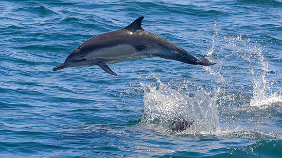 NB-whale watching-5742