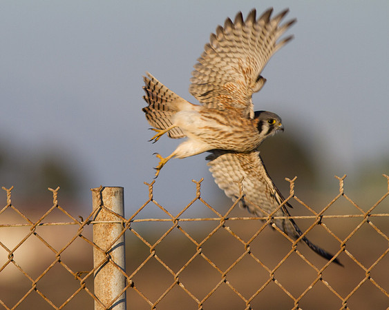 BolsaChica2011-9609