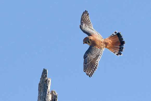 In for a landing