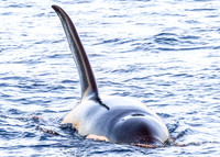 LB-WhaleWaching-2015-6634