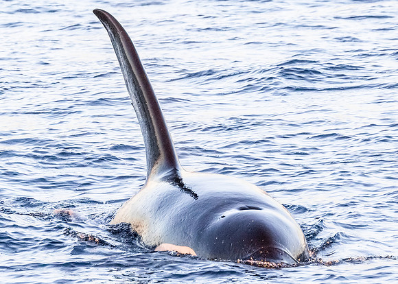 LB-WhaleWaching-2015-6634