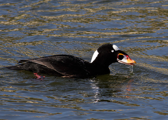 Sufr Scoter