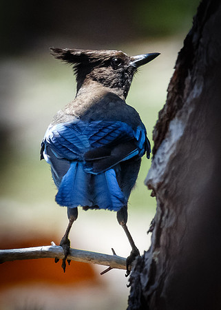 Steller's jay