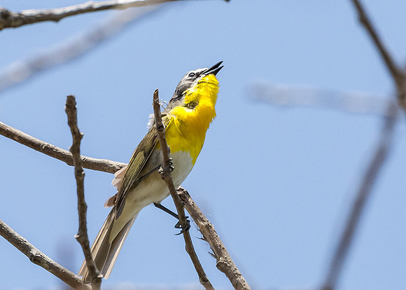 Sing a song