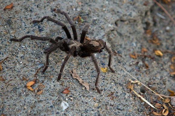 Pissed Tarantula