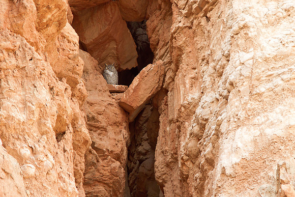 RedRockCyn-8779
