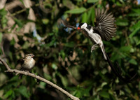 HB-CentralPark-2012-2545