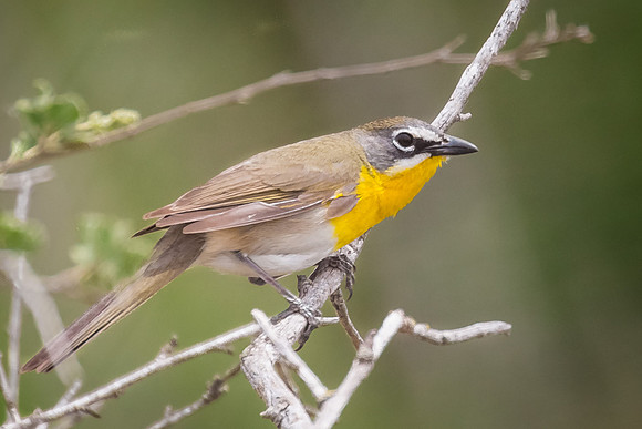 Yellow-breasted Chat