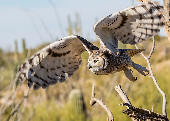 Great Horned Owl