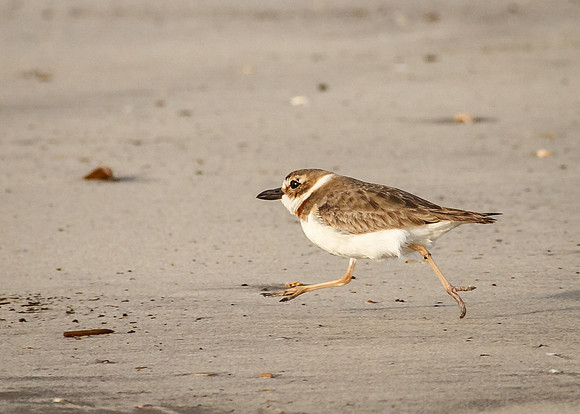 Wilson's Plover