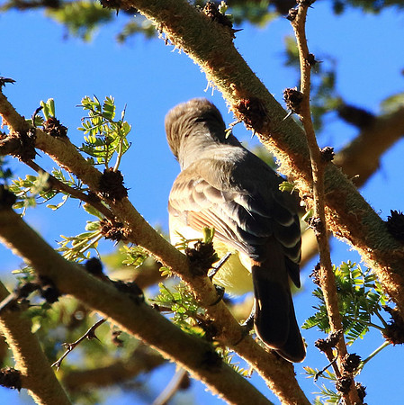 flycatcher2