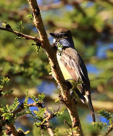 flycatcher1