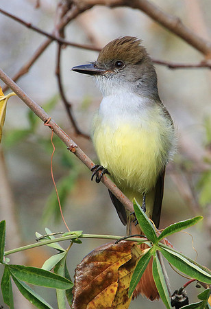 flycatcher3