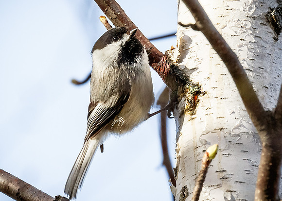 Black-capped Chickadee