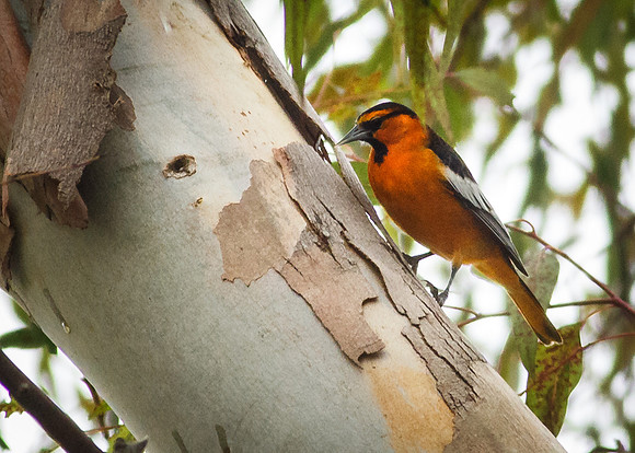 Bullock's Oriole