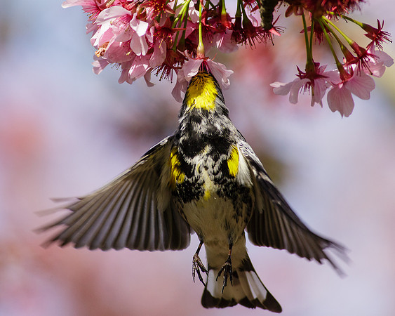 Yellow-rumped Warbler