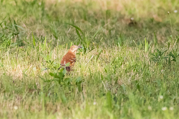 SouthTexas2014-5344