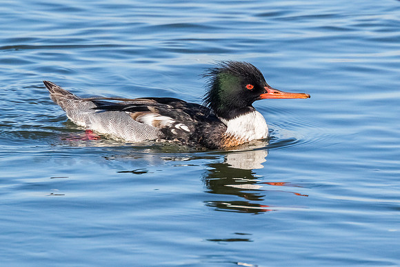 BolsaChica-0117-7962
