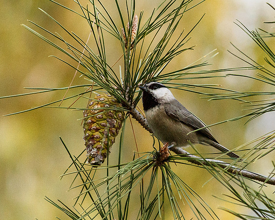 Mountain Chickadee