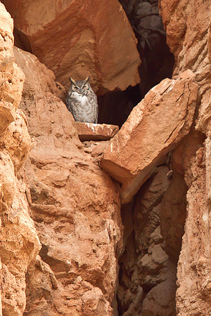RedRockCyn-8779-2