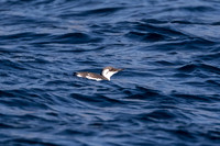 Common murre