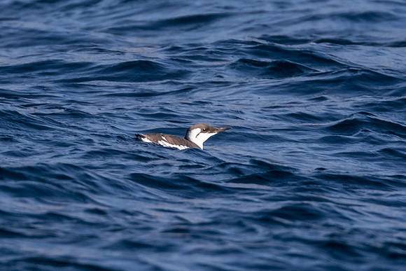 Common murre