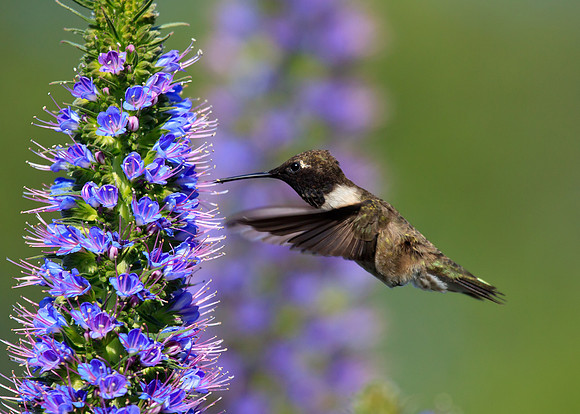Black-Chinned Hummingbird
