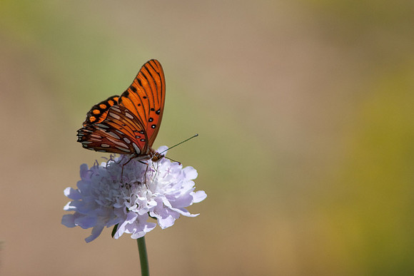 CSUF-arb-7915