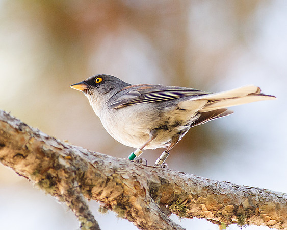 Yellow-eyed Junco