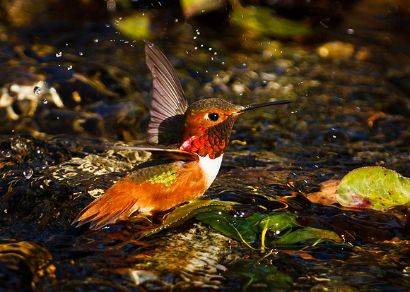 Wading in the Water