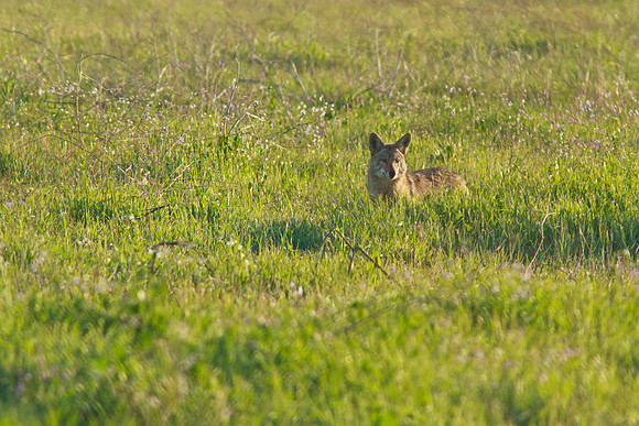 Coyote