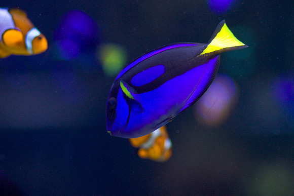 LB-Aquarium-0559