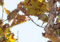 OC-Mile Sqr Park-2014-8852