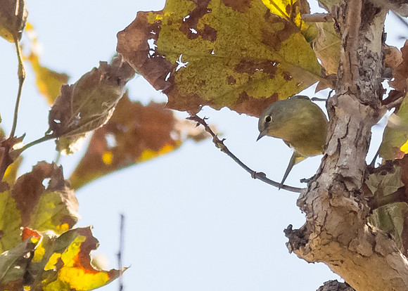 OC-Mile Sqr Park-2014-8852