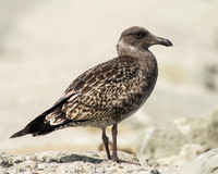 Juvenile Western Gull