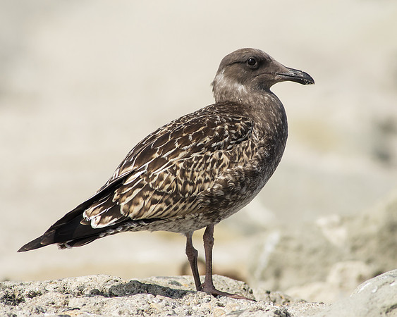 Juvenile Western Gull