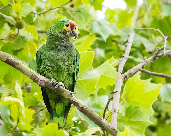 Red-lored Parrot