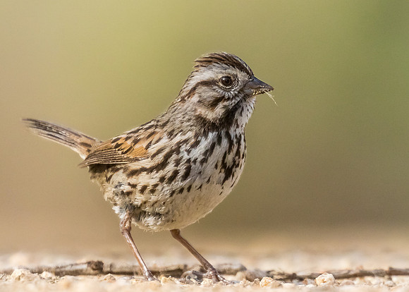 Song Sparrow