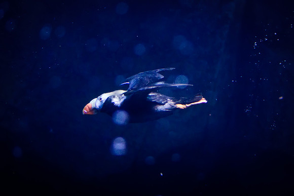 LB-Aquarium-9624-Edit