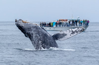 Breach with a captive audience....