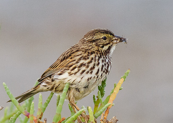 Savannah Sparrow