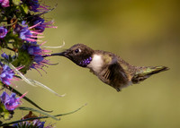 Feed in flight