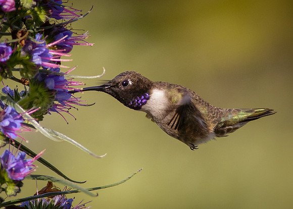 Feed in flight
