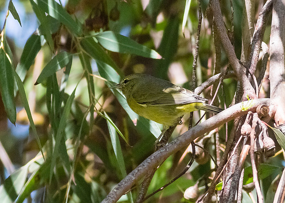 OC-Mile Sqr Park-2014-8705