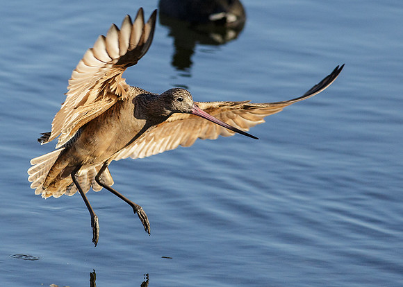 Marbled Godwit