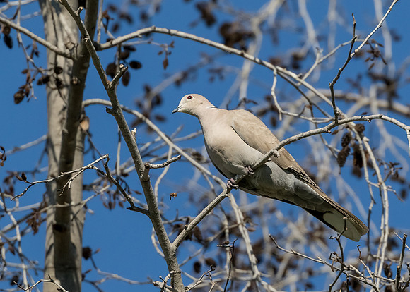 Eurasian Collared Dove