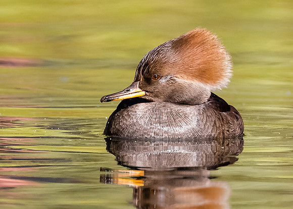 Female Hooded Merganser