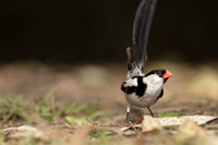 Pin-tailed Whydah