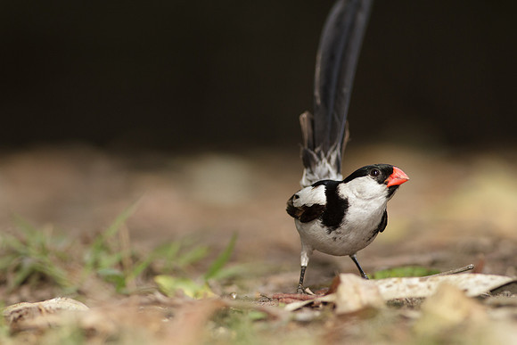Pin-tailed Whydah