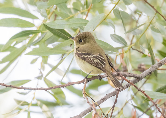 flycatcher